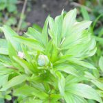 Une promesse de Pivoine