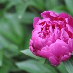 Pivoine et re blog anniversaire