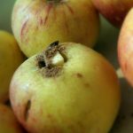 Pommes au four