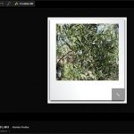 Edition de photos en ligne (edit inside)