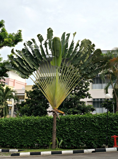 palmier bienvenue
